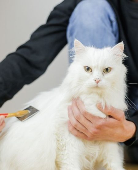 kedilerintuylerinasilguzellesir2